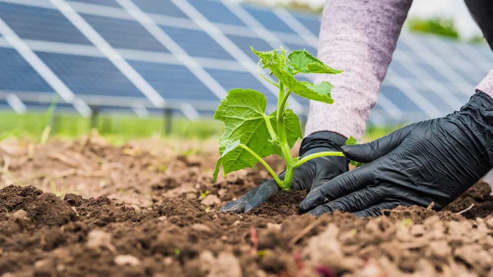 Do Solar Farms Damage the Soil?